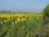 Słoneczniki po horyzont - bardzo częsty na Mołdawii widok