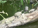 Podglądanie żółwi